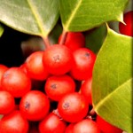 red-berries