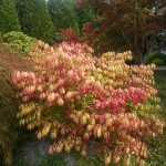 Burning bush autumn colors 2014