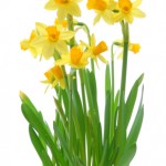 Springtime daffodils