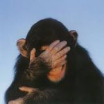 Embarrassed monkey image